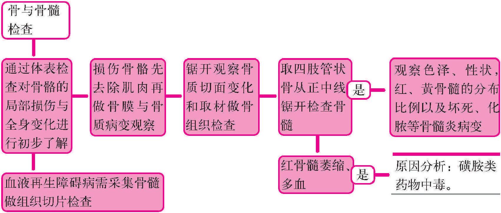 十九、骨与骨髓